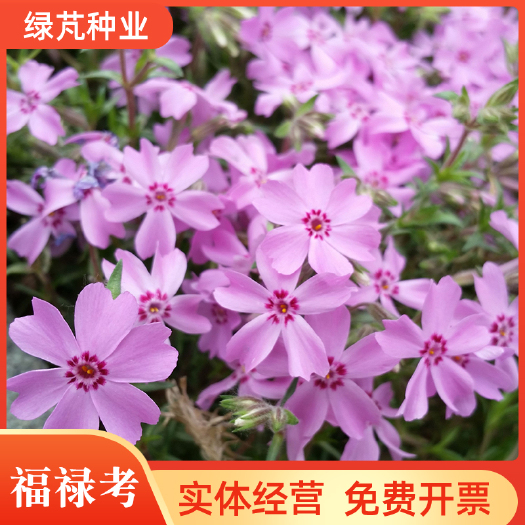 沭阳县芝樱种子 福禄考种子针叶天蓝绣球种子庭院阳台种子景观花海