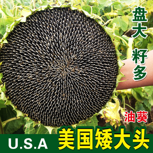 宿迁向日葵种子量大优惠 品种多多 基地直发 有需要的联系我