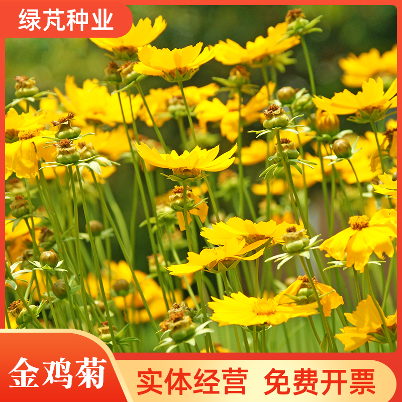 沭阳县金鸡菊种子 花海种子四季易种庭院阳台种子景观花海