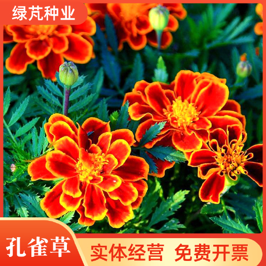 沭阳县孔雀草花种子混色重瓣草花种子庭院室外景观花卉四季易种花种