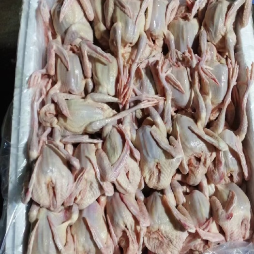 佛山精品乳鸽 鸽子 妙龄乳鸽 烤乳鸽 脆皮乳鸽 红烧乳鸽 冰鲜鸽