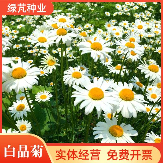 沭阳县菊花种子 白晶菊种子 小白菊晶晶菊种子四季易种庭院阳台种子景