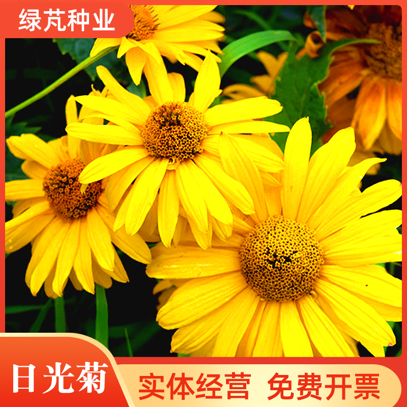 沭阳县日光菊种子 赛菊芋种子四季易种庭院阳台种子景观花海