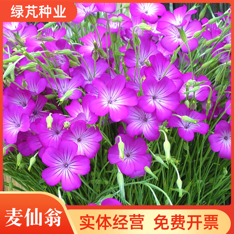 沭阳县麦仙翁种子 麦仙翁花种子庭院室外园艺花籽四季播种易活开花不断