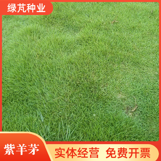 紫羊茅种子 紫羊茅草种子 冷季型草坪种子庭院草坪道路护坡固堤