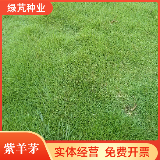 沭阳县紫羊茅种子 紫羊茅草种子 冷季型草坪种子庭院草坪道路护坡固堤