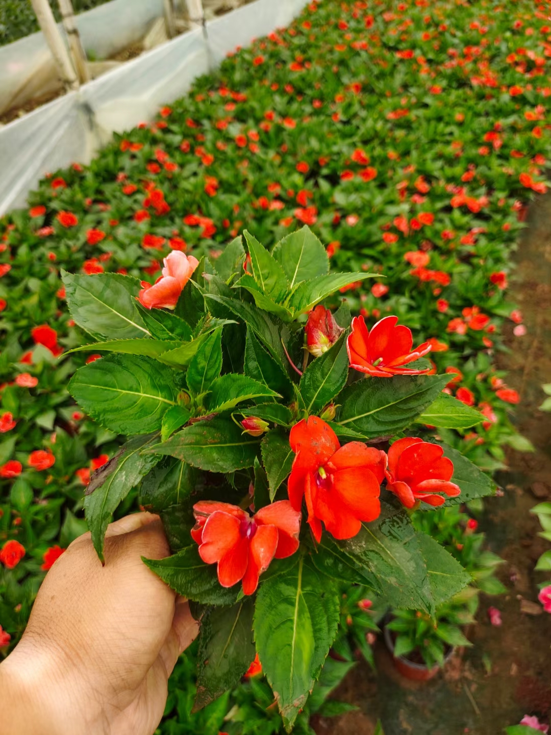 鳳仙，桑蓓斯鳳仙，云南鳳仙花種植一手貨源