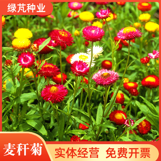 麦秆菊种子 蜡菊脆菊种子四季易种庭院阳台种子景观花海