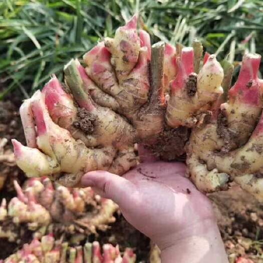 沂水县小黄姜