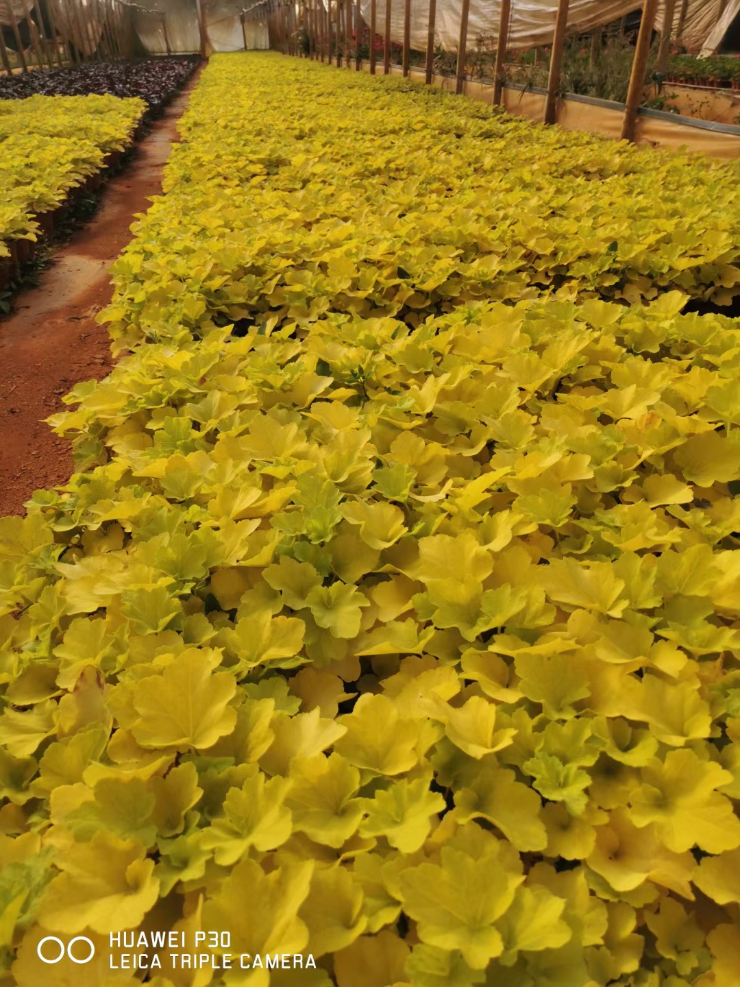 宜良县矾根，黄色，红色，紫色矾根，云南昆明矾根种植基地一手货源