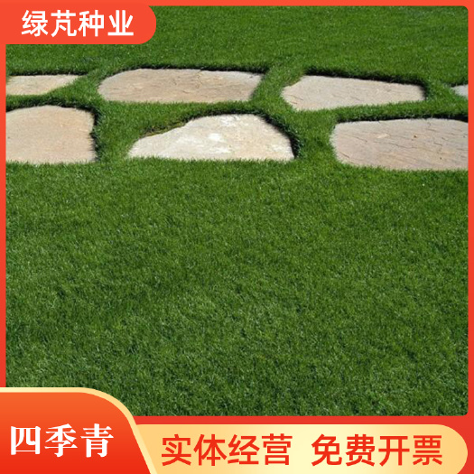 沭阳县四季青草种子  四季青草种 耐寒耐旱 耐践踏 公园绿化 操场