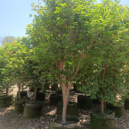 灵山县沙巴嘉宝果苗 树苗南北方四季易种广西树葡萄盆栽地【带土带叶】