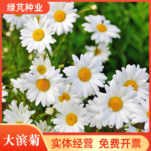 沭阳县大滨菊种子 大白菊西洋滨菊种子四季易种庭院阳台种子景观花海