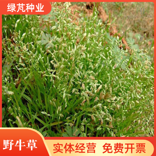 沭阳县野 牛草种子草种子 草坪种子固坡护土耐旱耐寒种子 量大优惠
