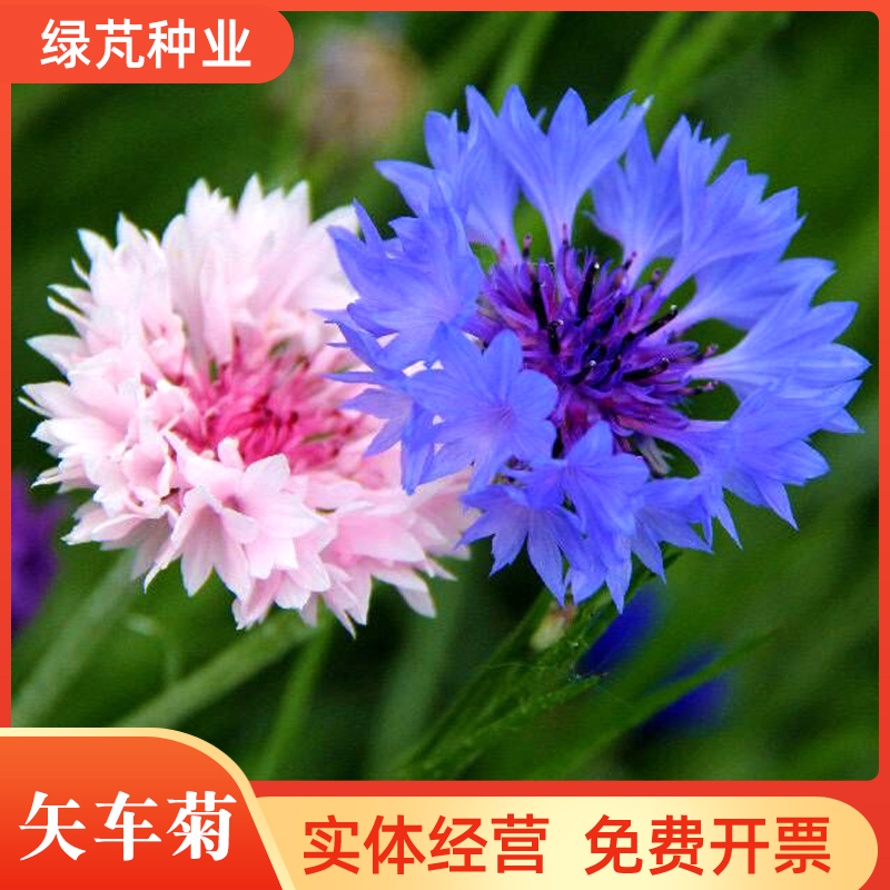 沭阳县矢车菊种子 蓝芙蓉翠兰荔枝菊种子四季易种庭院阳台种子景观花