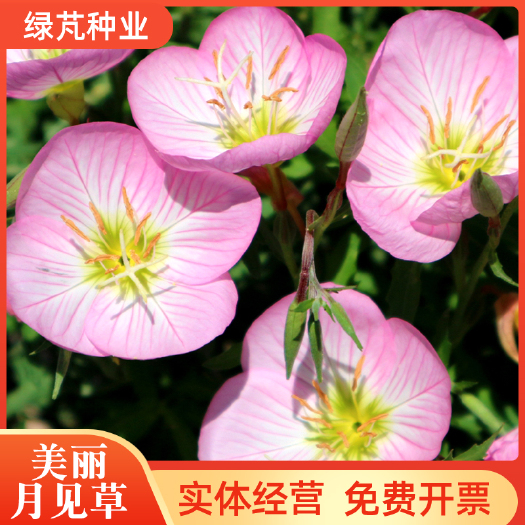 沭阳县美丽月见草种子 夜来香种子粉花月见草种子庭院阳台种子景观花