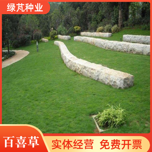 宽叶草种子 耐旱草种牧草草种工程绿化草种固坡护土耐旱草种