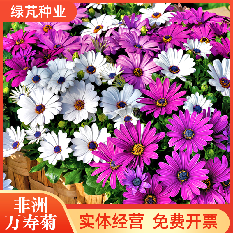 沭阳县南非万寿菊种子 多年生宿根草本 花卉种子 园林绿化 景观花