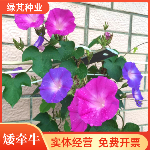 沭阳县矮牵牛花种子 碧冬茄种子 爬藤牵牛花种子庭院阳台种子景观花海