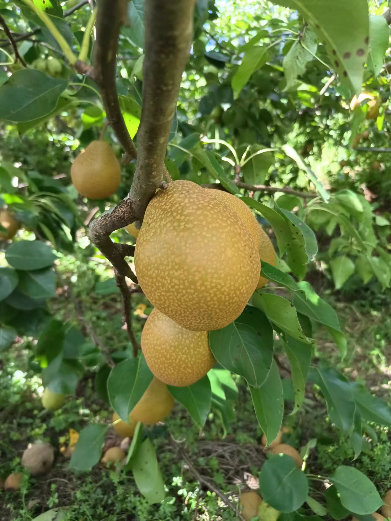 梨子，整個基地梨子便宜出售