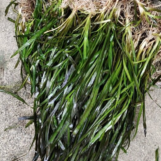 道县四季青矮叶苦草