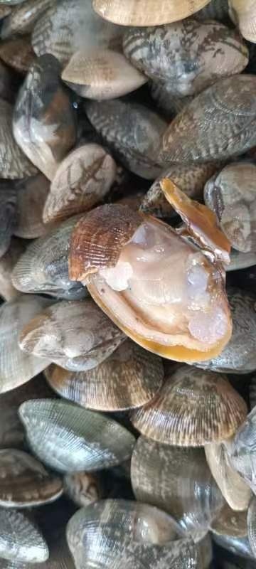 北海花螺，海甲沙甲。肥度好，鲜活无沙，价优量大