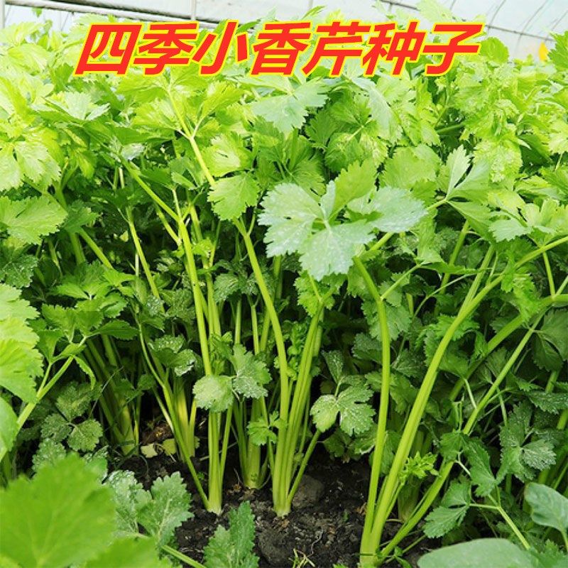 四季黄香芹菜种子 小香芹菜种子孑 春夏秋冬蔬菜种子香芹菜大田