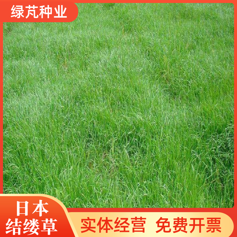 沭阳县结缕草种子 结楼草种子 高档草坪种子球场专用耐寒耐旱耐践