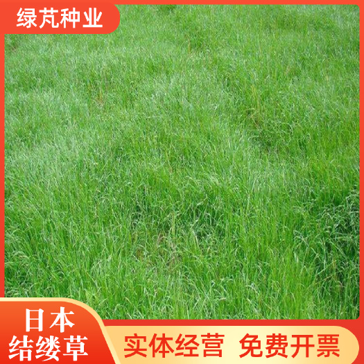 结缕草种子 日本结楼草种子 高档草坪种子球场专用耐寒耐旱耐践
