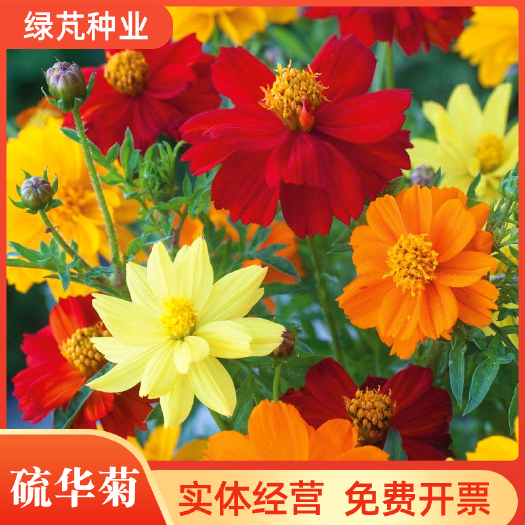 沭阳县硫华菊种子 硫磺菊种子四季易种庭院阳台种子景观花海量大优惠
