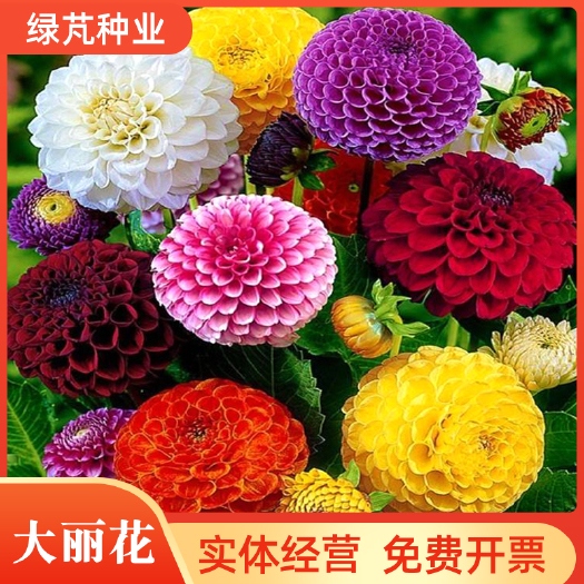 沭阳县大丽花种子，种球，小丽花种子多年生宿根花卉种子