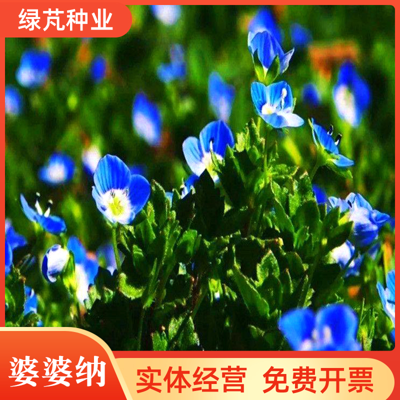 沭阳县婆婆纳种子 四季易活开花不断花卉种子绿化道路量大优惠