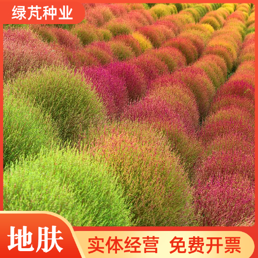 沭阳县新红叶地肤种子绿叶地肤铁扫帚苗菜红地肤园林景观花海种子