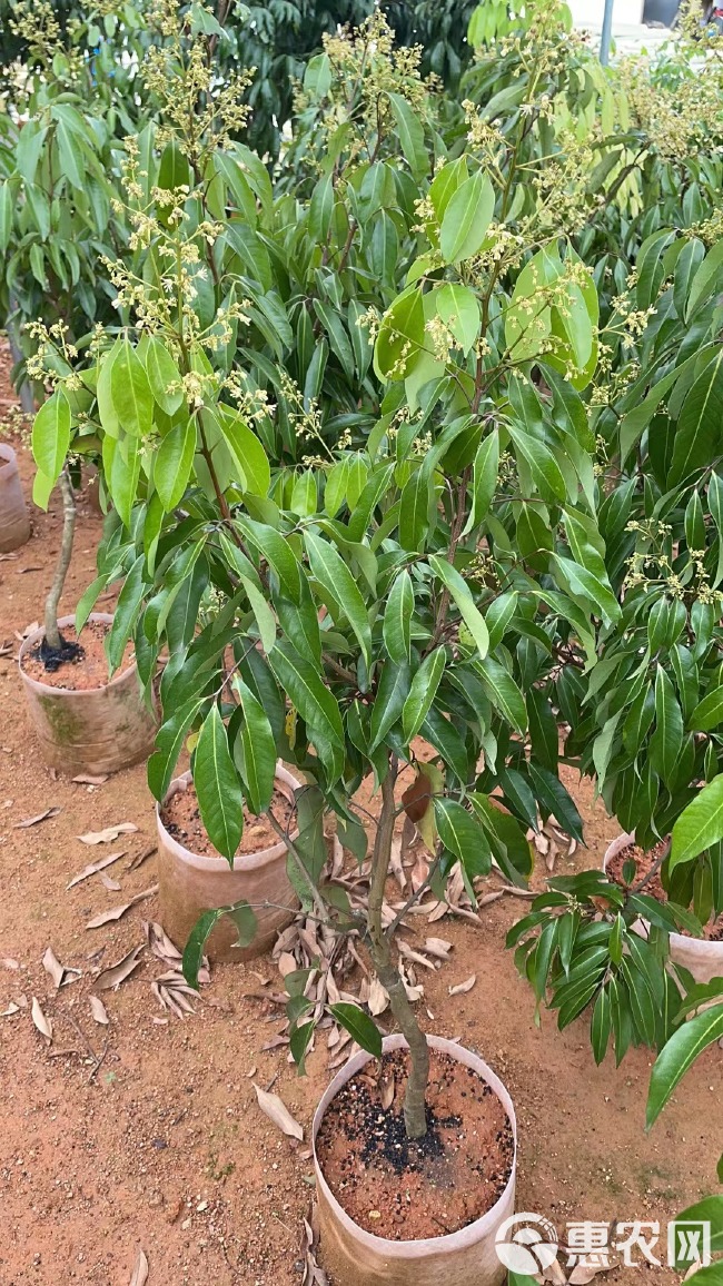 无核荔枝苗 无籽荔枝树苗南方水果繁育基地直销