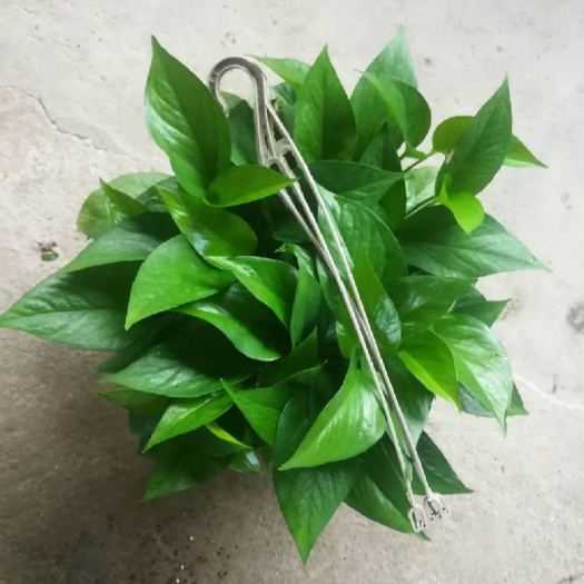 180绿萝植物水培大量有货基地直发好货A货