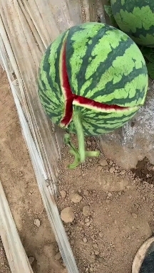 贵阳超甜无籽西瓜
