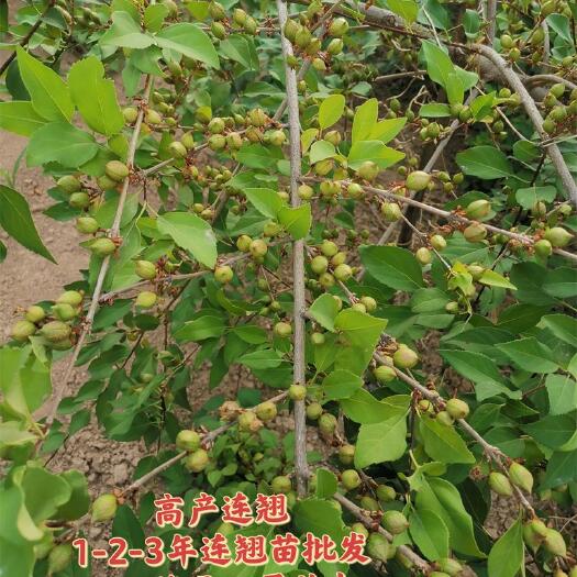 绛县药用连翘苗批发当年连翘苗0.3公分起步连翘苗大量供应