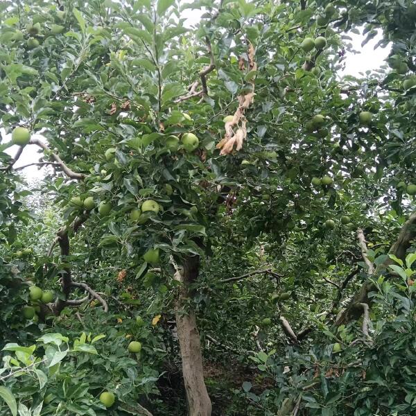 昭通青苹果苹果上市了