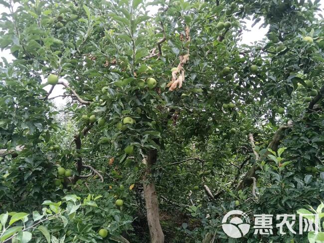 昭通青苹果苹果上市了