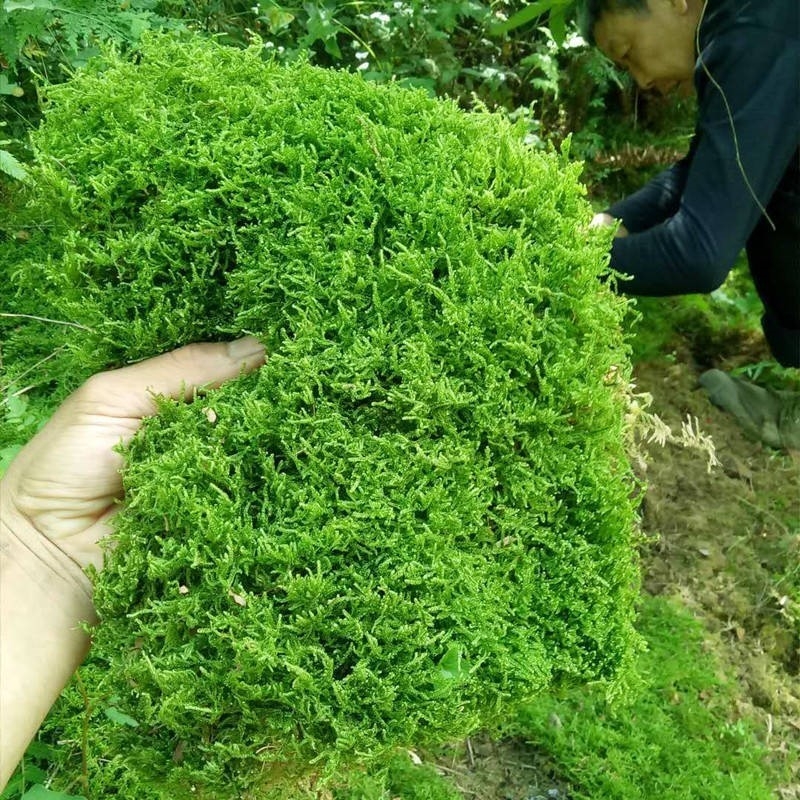 芒市青苔 水苔苔藓