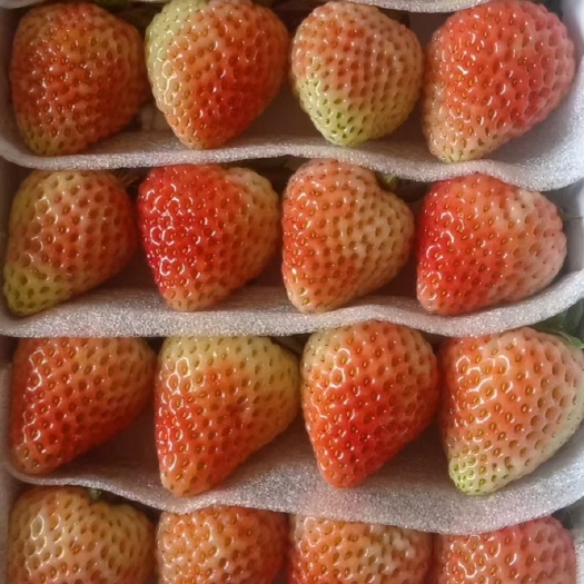 会泽县云南四季草莓