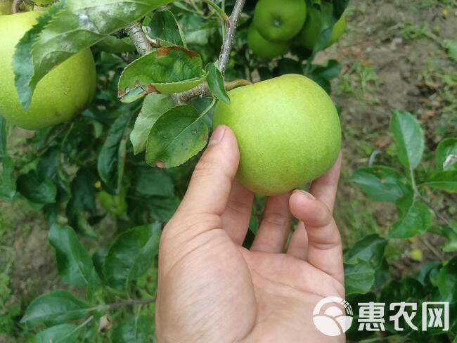 昭通青苹果苹果上市了