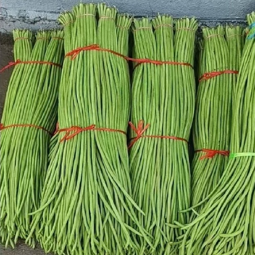邯郸精品豇豆，长豆角，青条豆角大量供应中