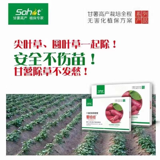 潍坊红薯除草剂薯哈哈红薯苗后专用除草剂禾阔双除草不伤苗