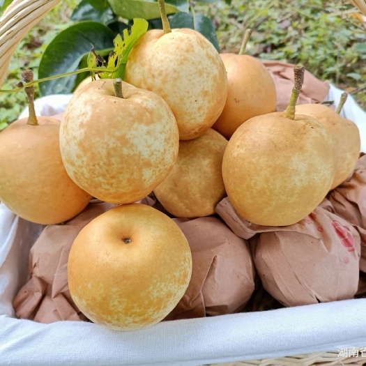 汝城县翠冠梨