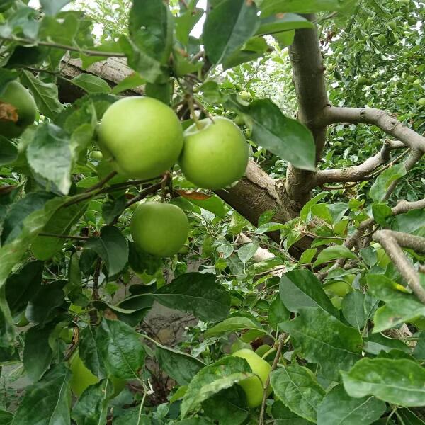 昭通青苹果苹果上市了