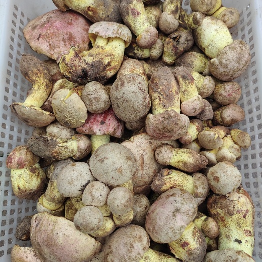 楚雄市白葱菌，楚雄州野生白葱菌，无掺假，无泡水，无大开花。