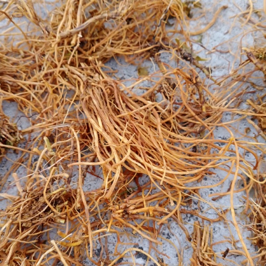凯里市大龙胆草，全根