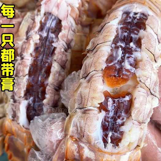 连云港全母带膏皮皮虾 鲜活蒸熟别名虾爬子超大海鲜 熟冻皮皮虾 批发