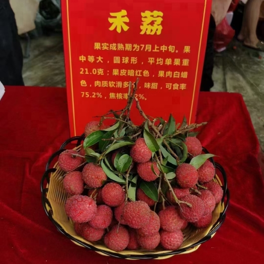 桂平市荔枝全国代购